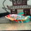 Giant Multicolor Koi Plakat - Female Betta 118 BO 4.5cm