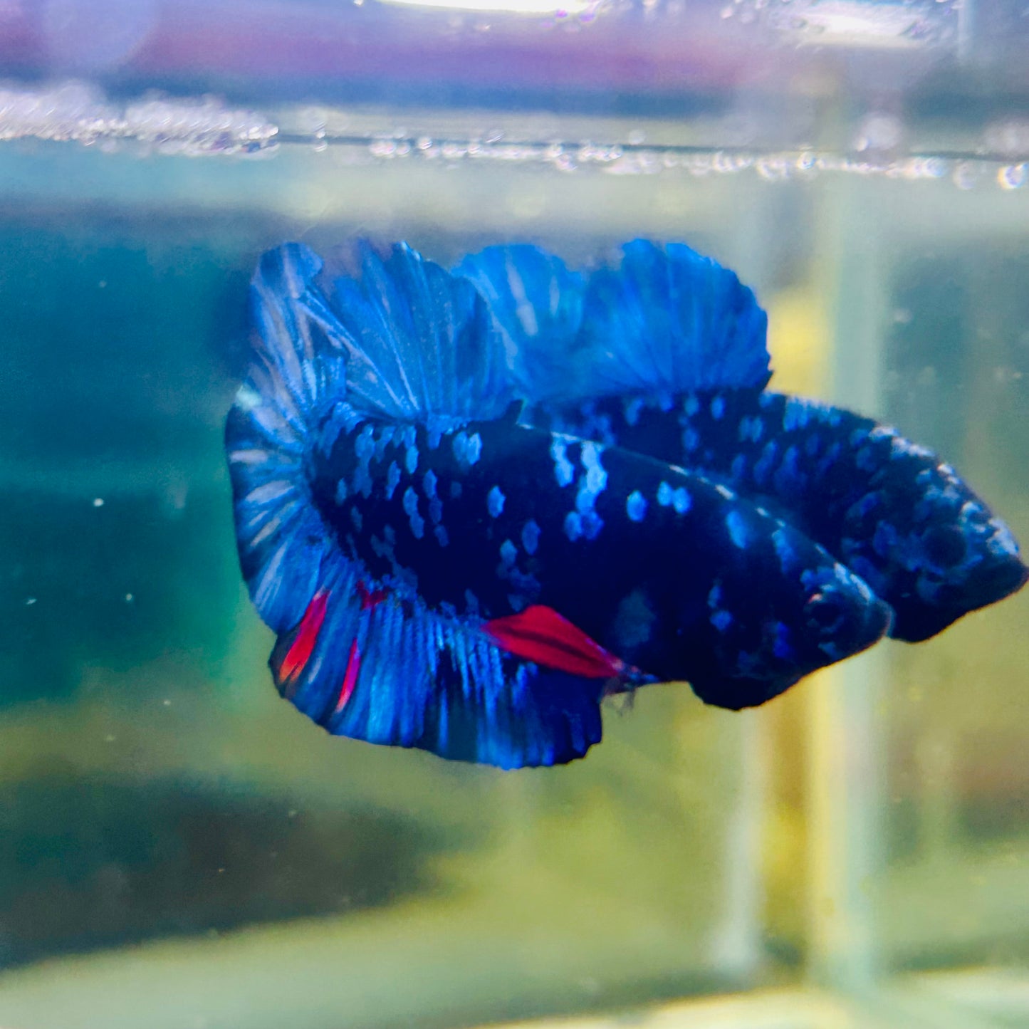 Plakat Avarta Nebula Male Betta #159