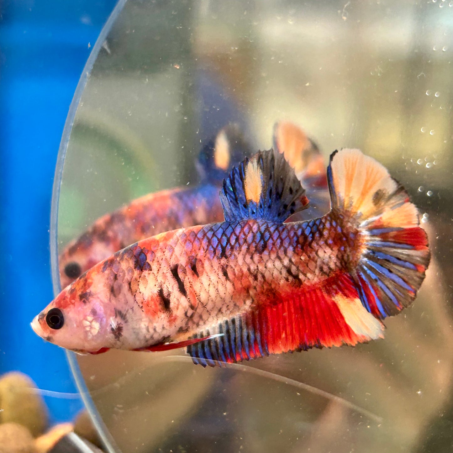 Multicolor Koi Plakat - Female Betta 038