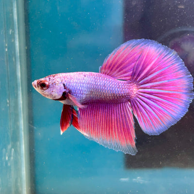 Purple Pink Dragon Halfmoon - Betta
