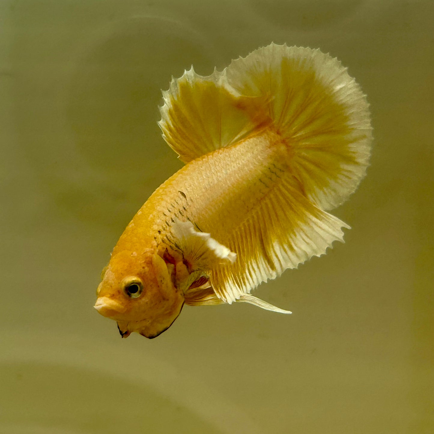 Dumbo Gold Vanda Plakat - Male Betta 055