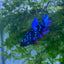 Betta Avarta Nebula Female Plakat Black #174