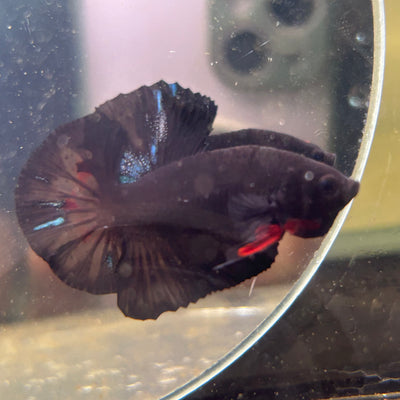 Avarta Dark Knifht Plakat - Male Betta 125