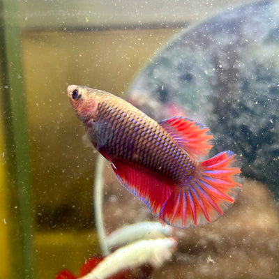 Blue Red Fancy Plakat - Female betta 028