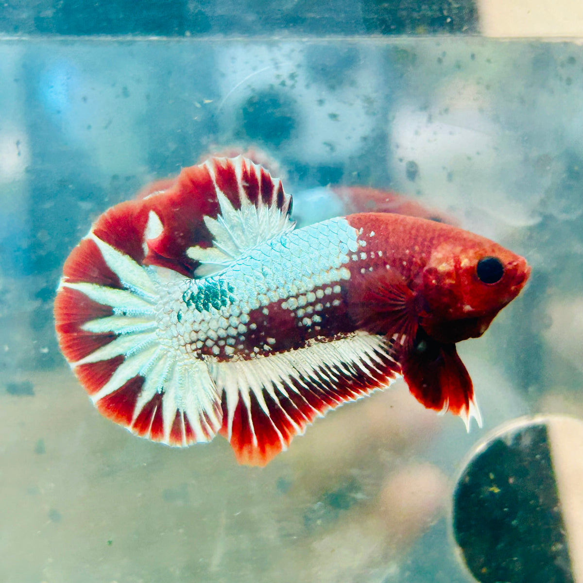 Plakat Red Fancy Copper Male Betta #124