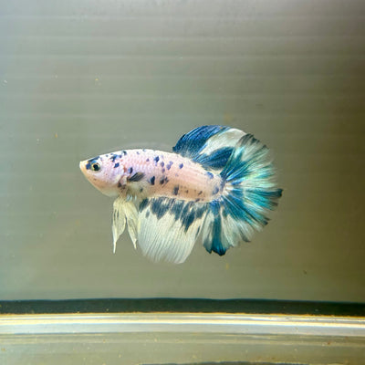 Blue Marble Halfmoon - Male Betta 027