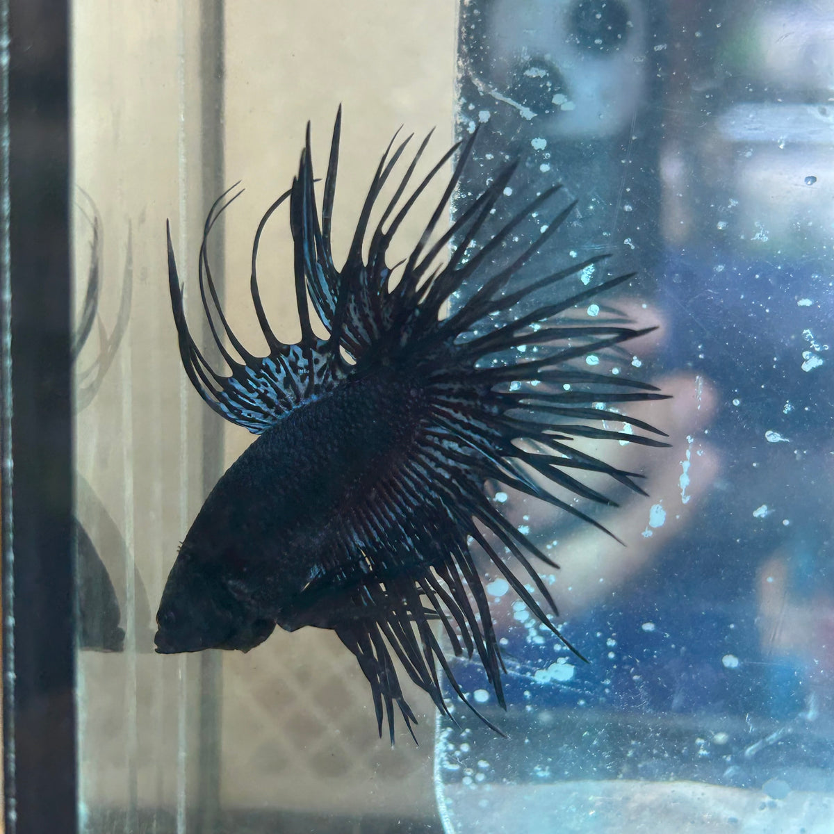 Black Orchid Crowntail - Male Betta #Au92