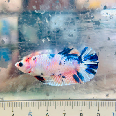 Betta Female Plakat Metallic Candy #144