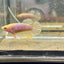 Yellow Pineapple Feather Tail - Female betta 040