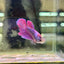 Purple Pink Halfmoon - Female Betta 044