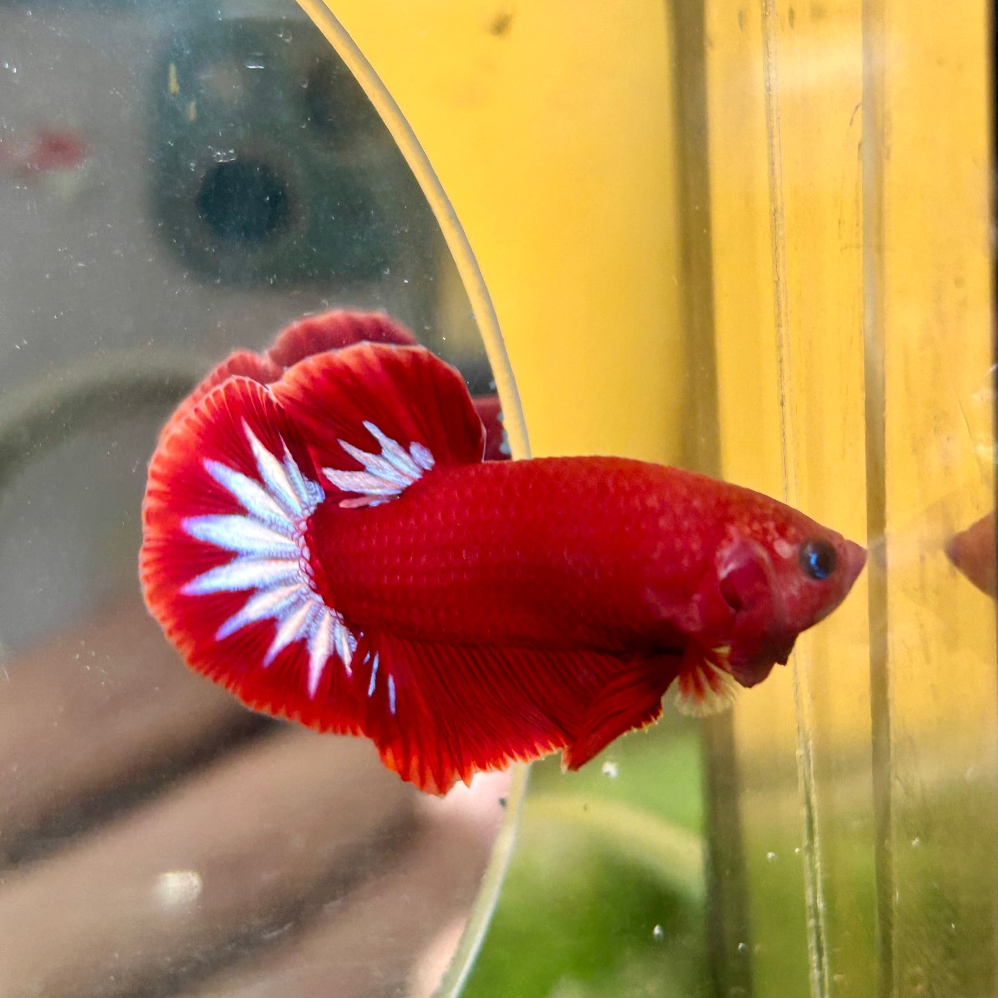 Red Fancy Hellboy Plakat - Male Betta 102