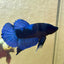 Blacklight Avarta Plakat - Male Betta 146