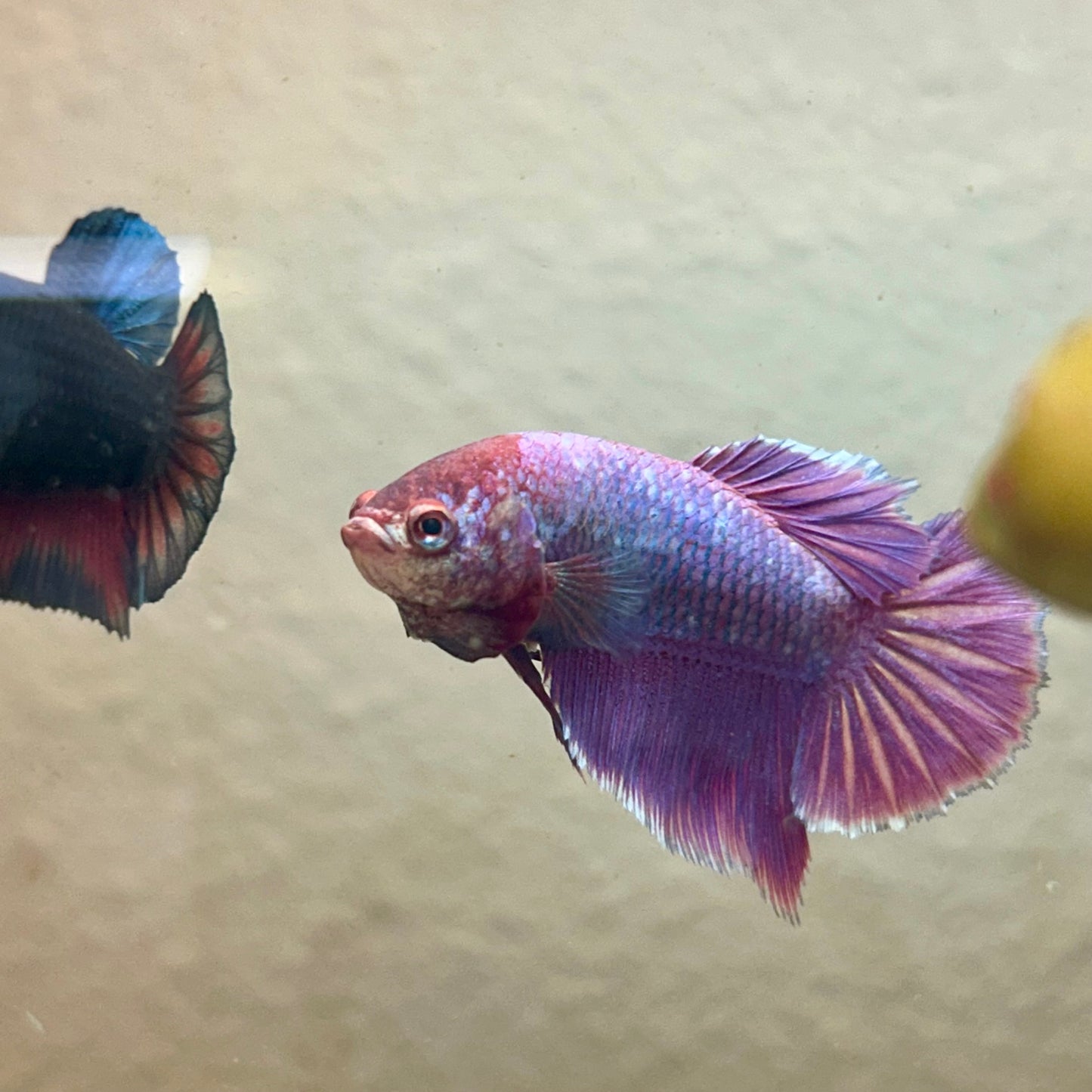 Purple Pink Halfmoon - Female Betta 198