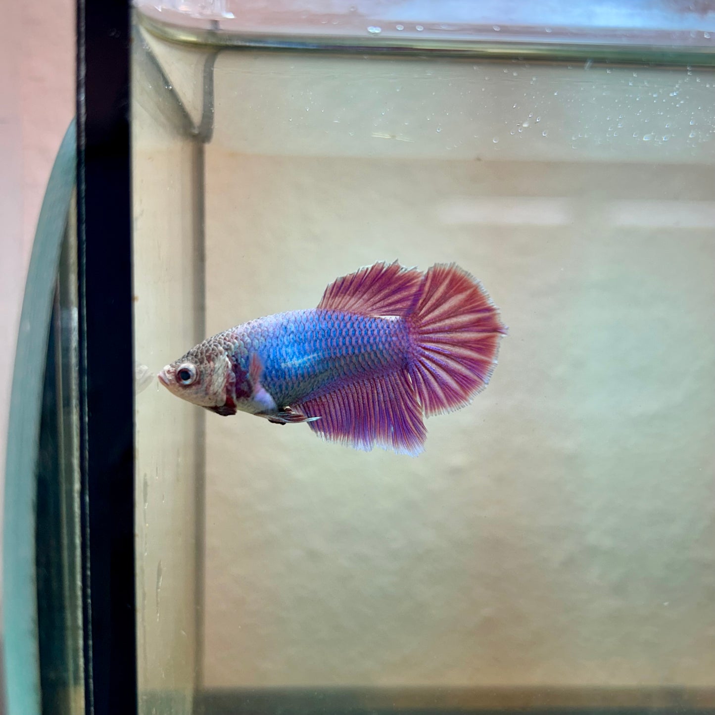 Purple Pink Halfmoon - Female Betta 189