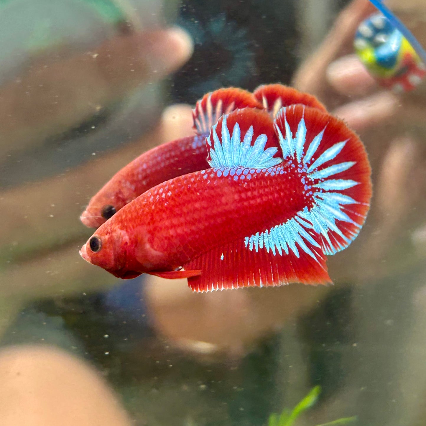 Red Fancy Hellboy Plakat - Male Betta 058