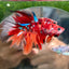 Multicolor Koi Halfmoon - Male Betta 091 Ripped fins