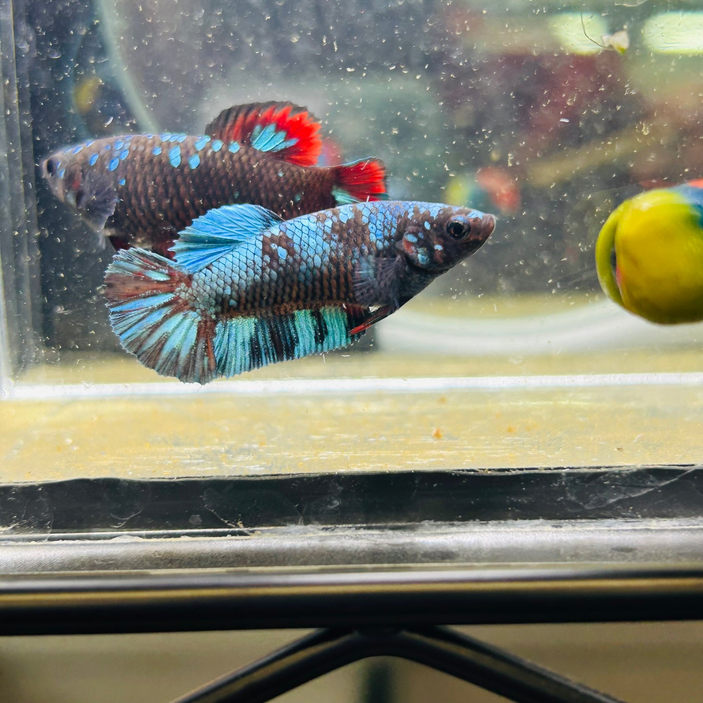 Avarta Nebula Plakat - Female betta 027