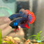 Wild Imbellis Blue - Male Betta 032