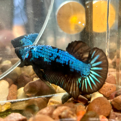 Blue Samurai Plakat - Male Betta 020