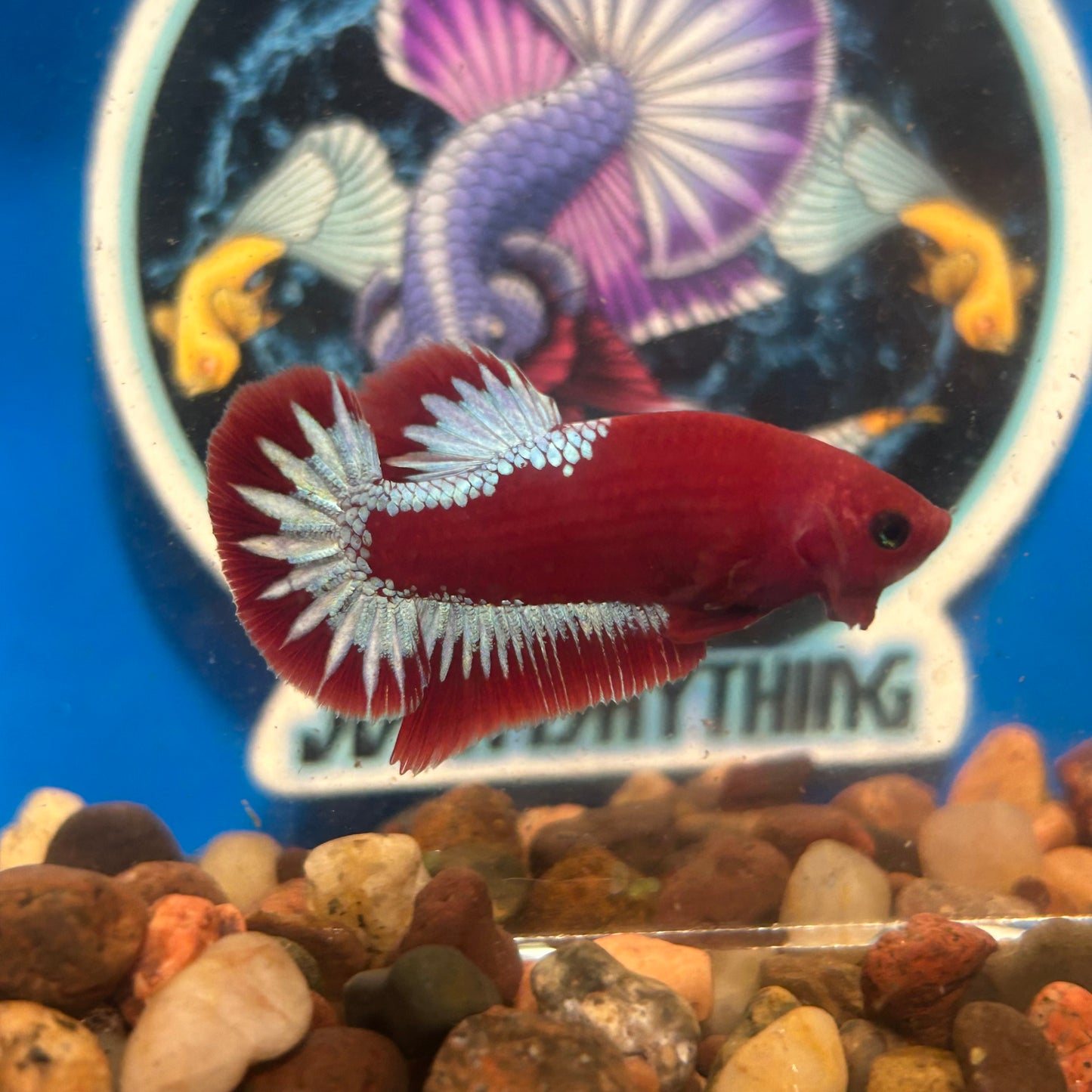 Red Fancy Hellboy Plakat - Male Betta 110