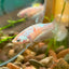 White Copper Halfmoon - Female Betta 040