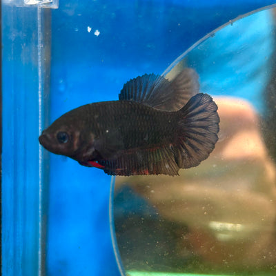 Black  Plakat - Female Betta 137