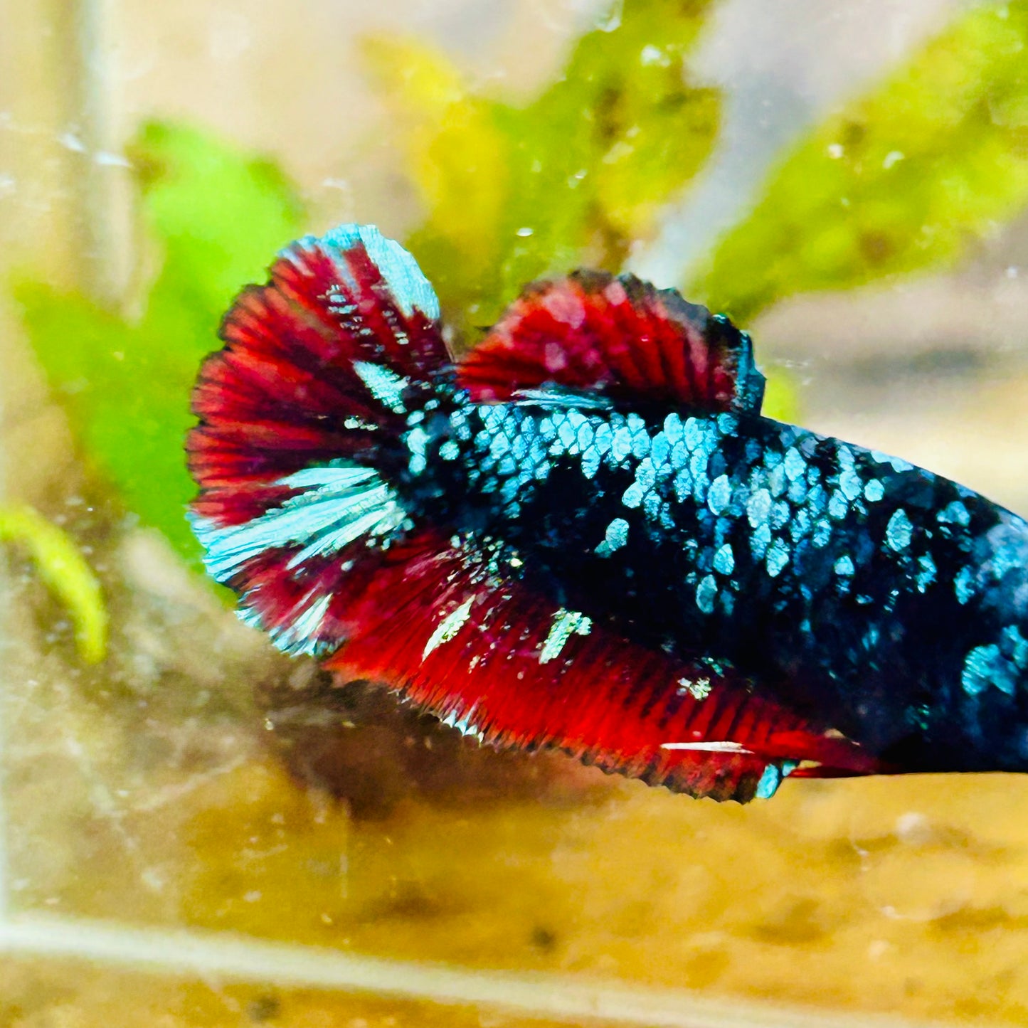 Avarta Neubupa Plakat - Female Betta #144