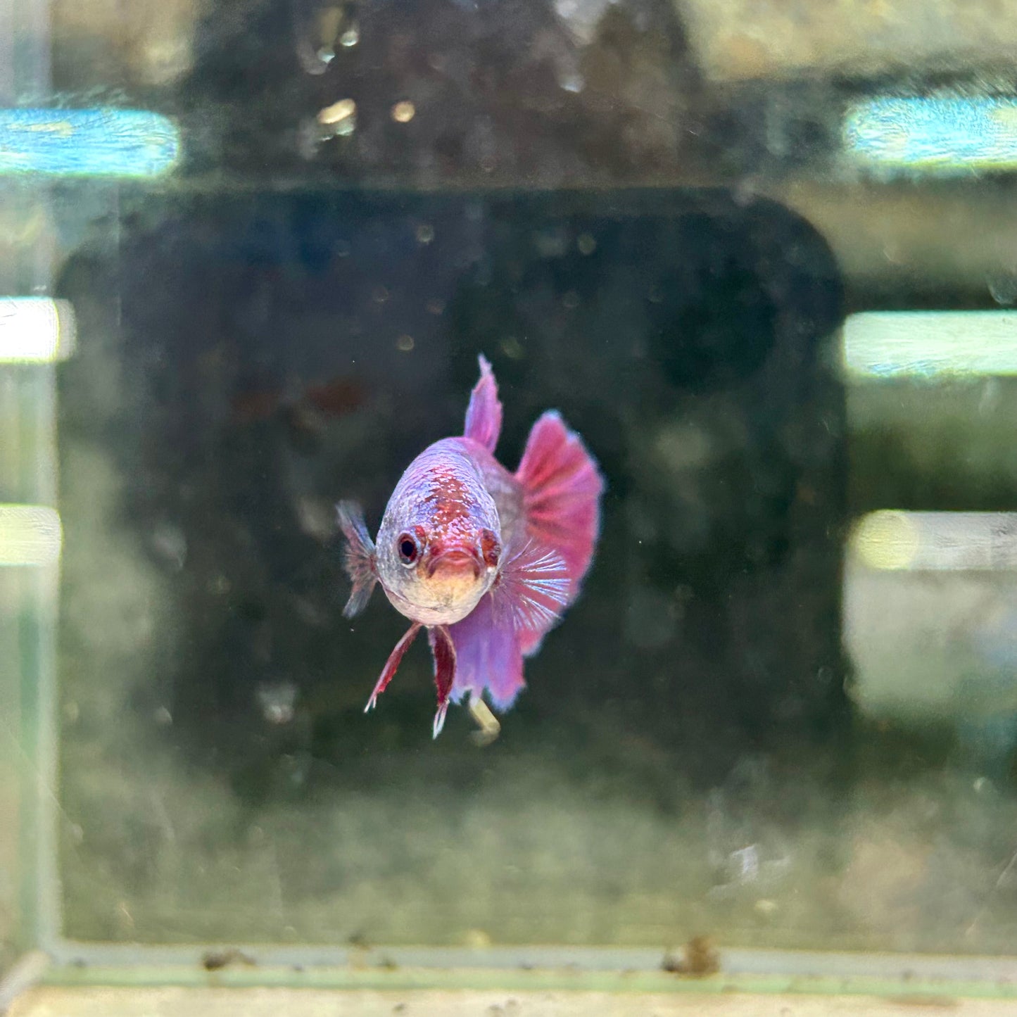 Purple Pink Halfmoon - Female Betta 200