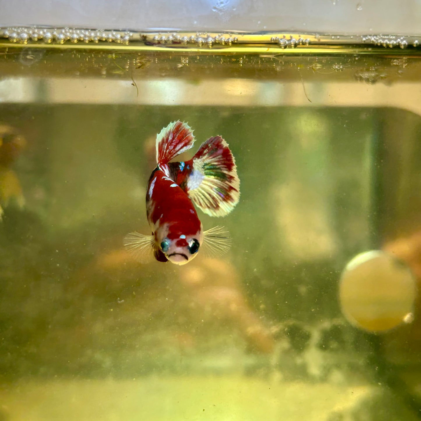 Koi Red Galaxy Plakat - Hembra Betta 35 Grado de criador