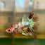 Koi Crowntail - Male Betta 23