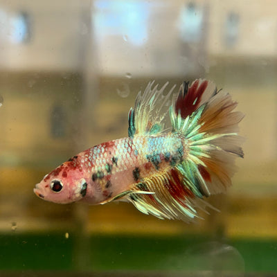 Pez koi cola de corona - Betta macho 23