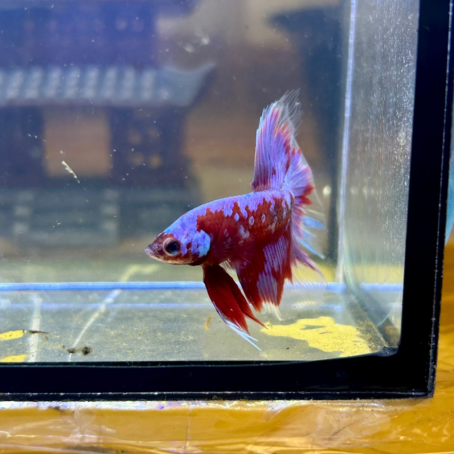 Purple Red Galaxy Halfmoon - Male Betta  037