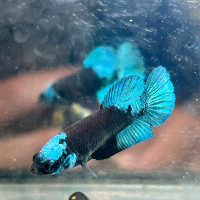 Avarta Green Plakat - Female Betta 152