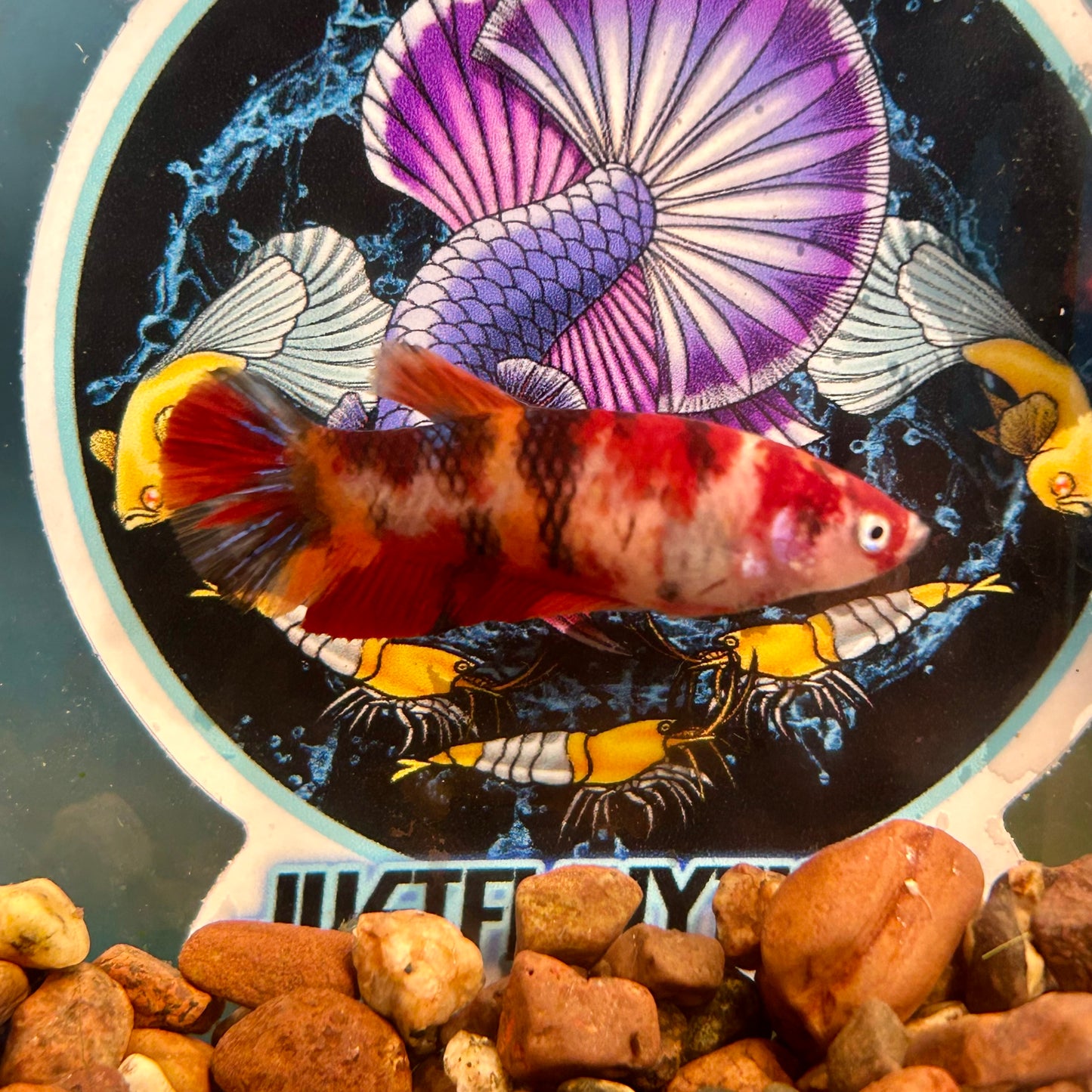 Nemo Koi Plakat - Female Betta 022