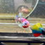 Yellow Pineapple Feather Tail - Female betta 040