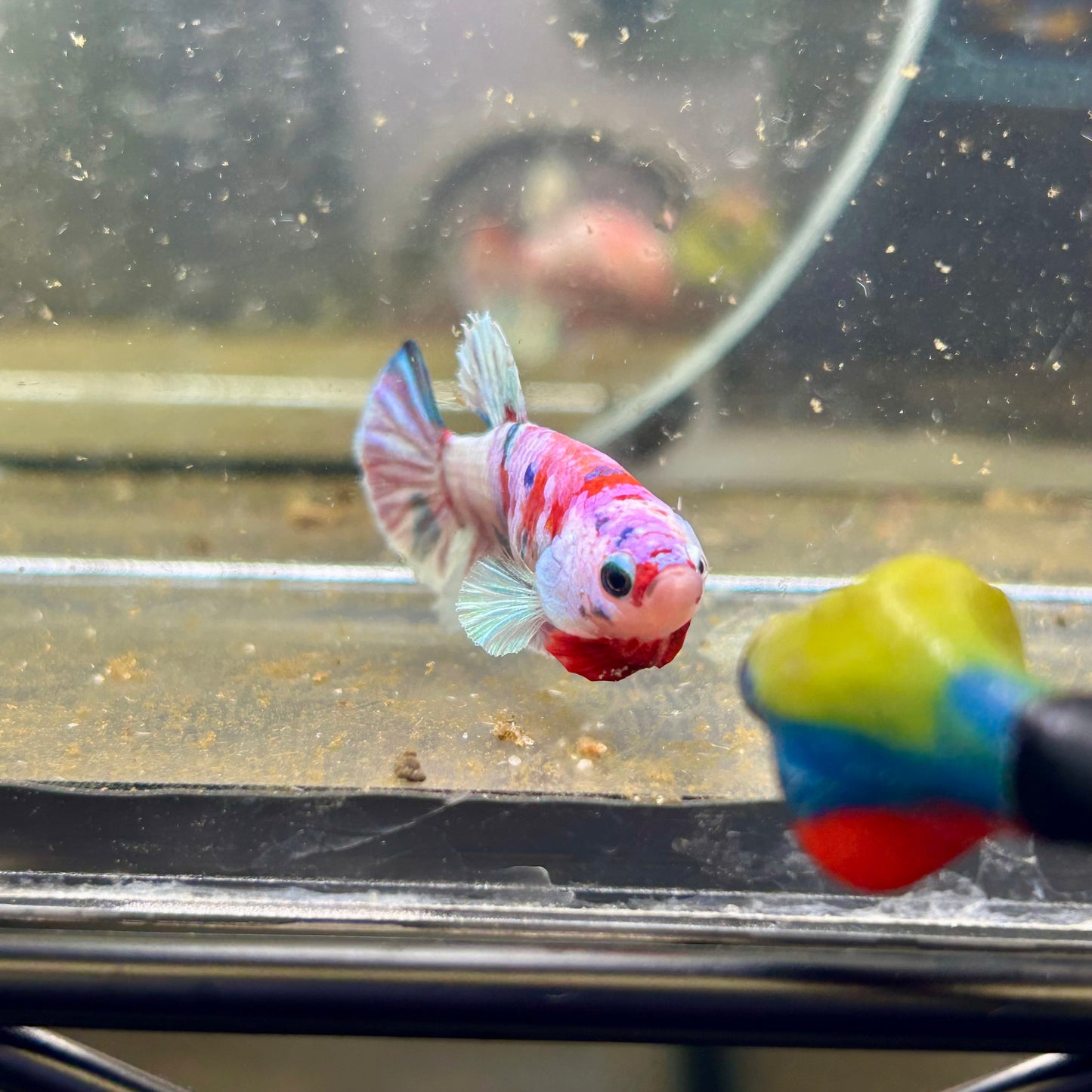 Yellow Pineapple Feather Tail - Female betta 040