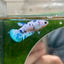 Blue Marble Dot Plakat - Female betta 16