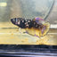 Avarta Yellow Copper Plakat - Female betta 184