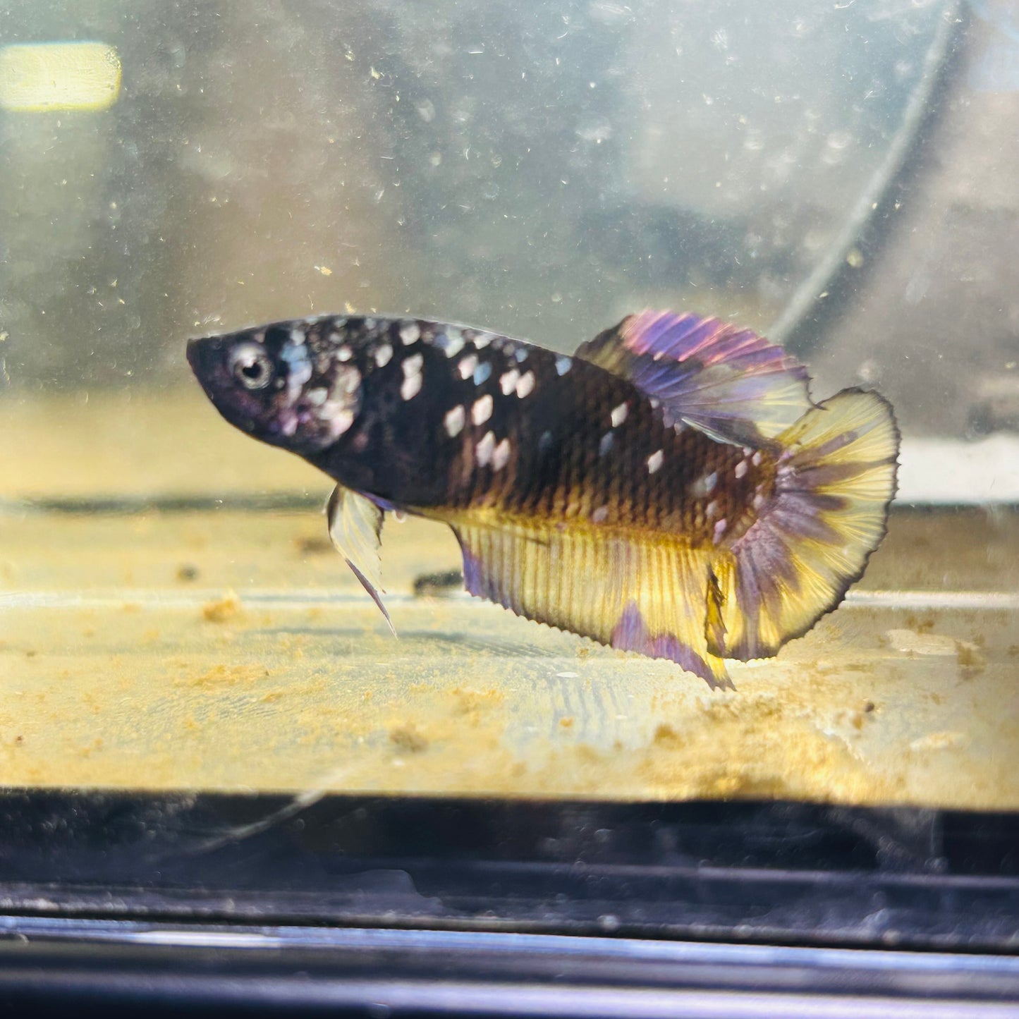 Avarta Yellow Copper Plakat - Female betta 184