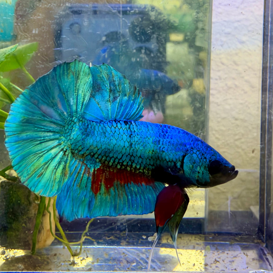 Plakat Turquoise Male Betta #091