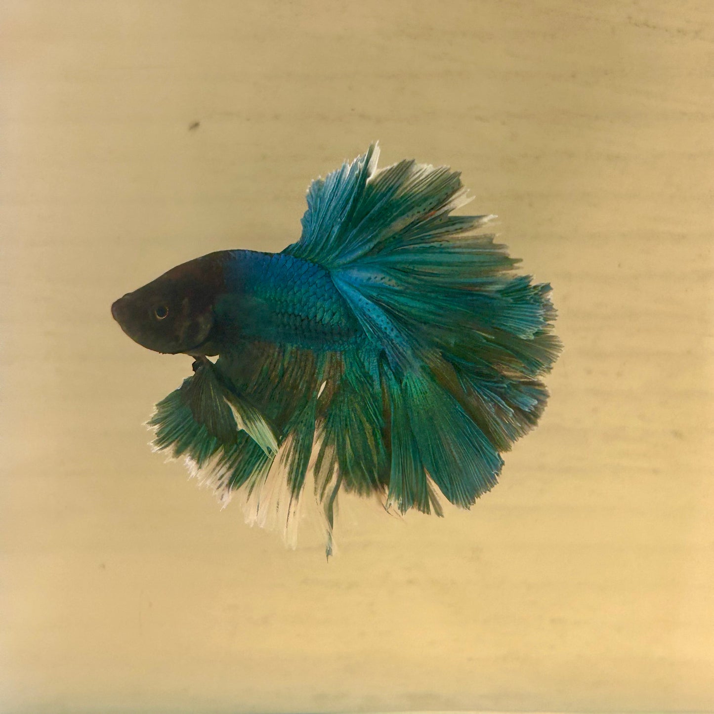 Green Turquoise Feather- Male Betta FM3