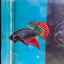 Wild Imbellis Green - Male Betta 045
