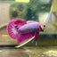 Purple Pink Plakat- Male Betta 082