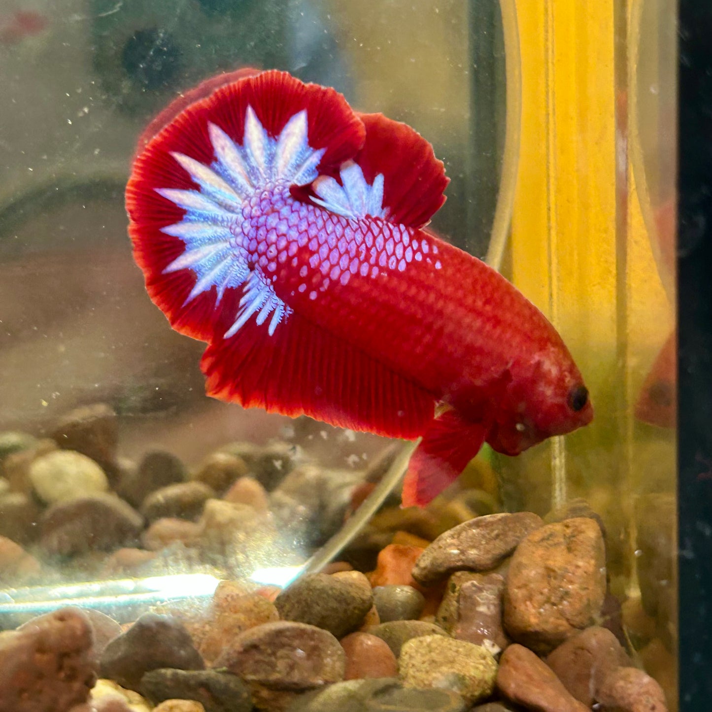 Red Fancy Hellboy Plakat - Male Betta 069