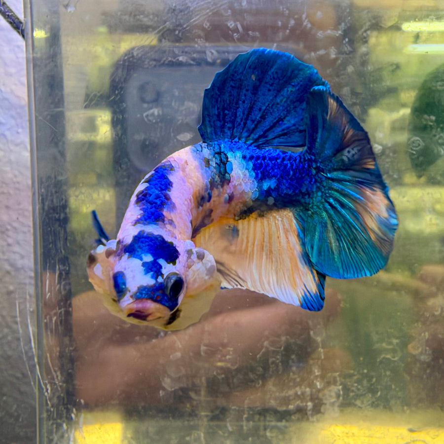 Plakat Yellow Koi Male Betta #118