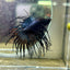 Black Orchid Crowntail - Male Betta 074