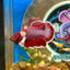 Dumbo Lavender Plakat - Male Betta 048