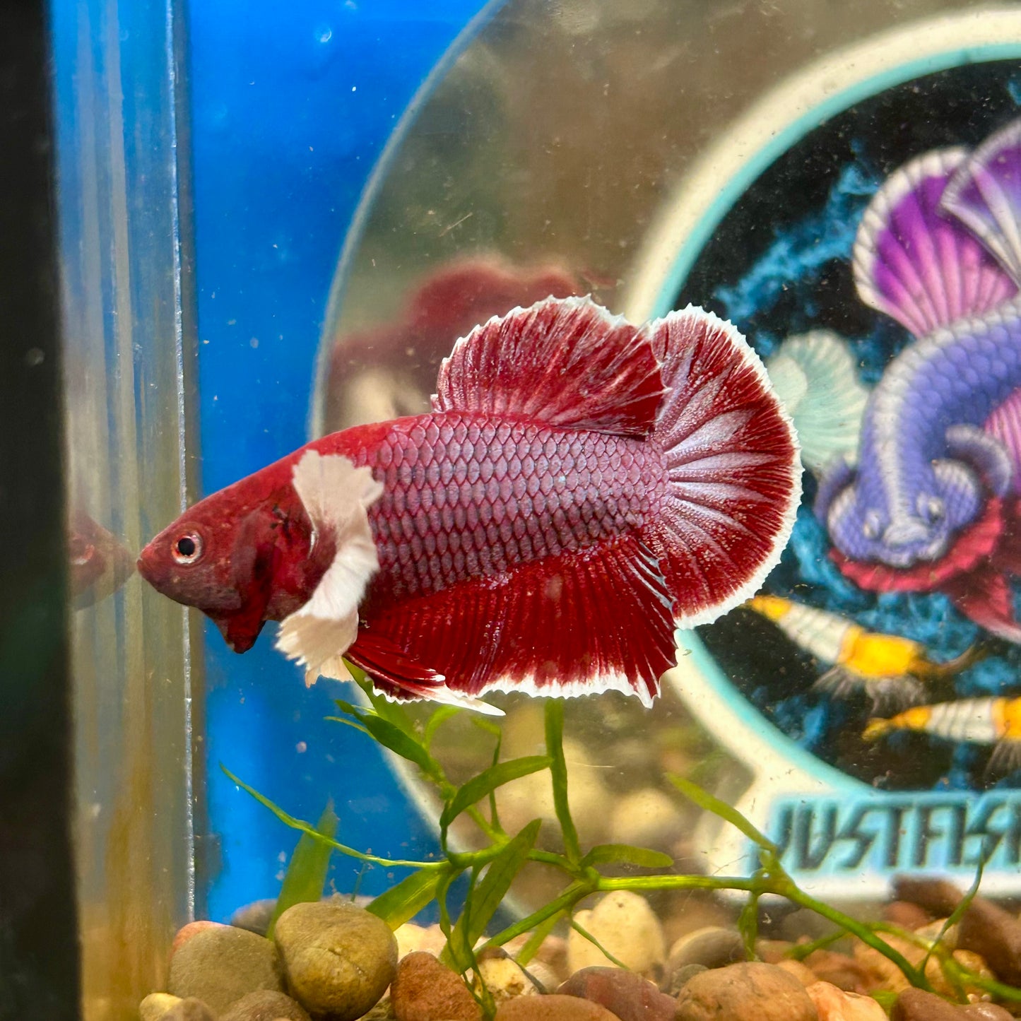 Dumbo Lavender Plakat - Male Betta 048