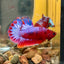 Red Fancy Hellboy Plakat - Male Betta 007