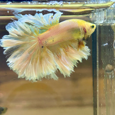 Yellow Feather- Male Betta FM2